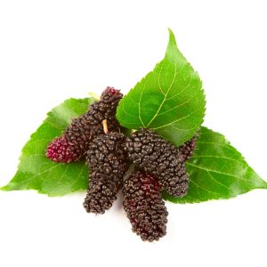 Mulberry